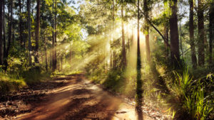 Australia, path, way, wood, light, mood, rays, back light, Australia, path, way, wood, light, mood, rays, back light,
